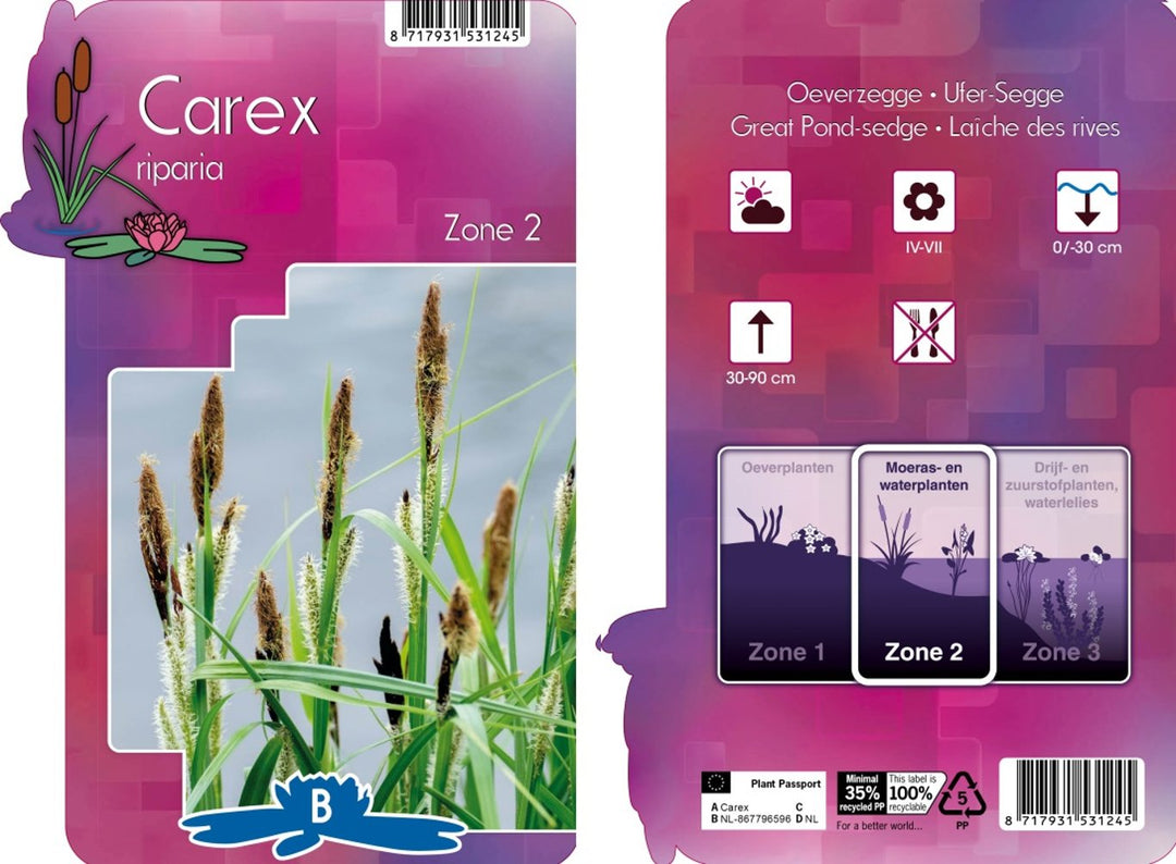 Carex riparia P9