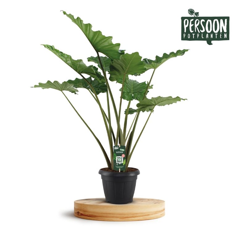 Alocasia Portodora P35