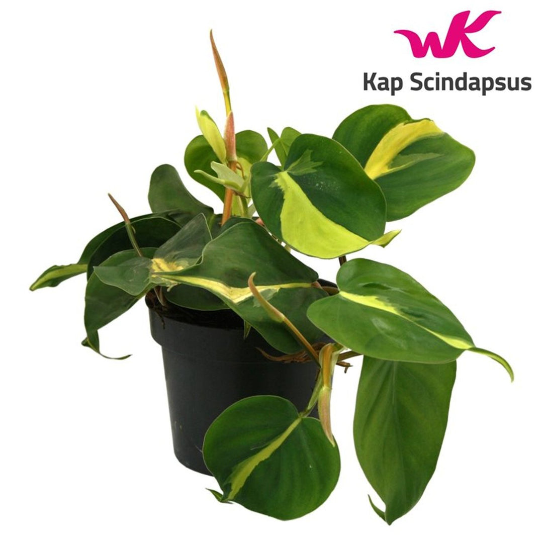 Philodendron scandens Brasil P12