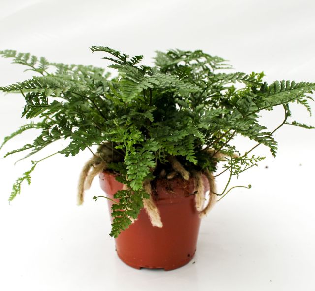 Humata tyermannii P12