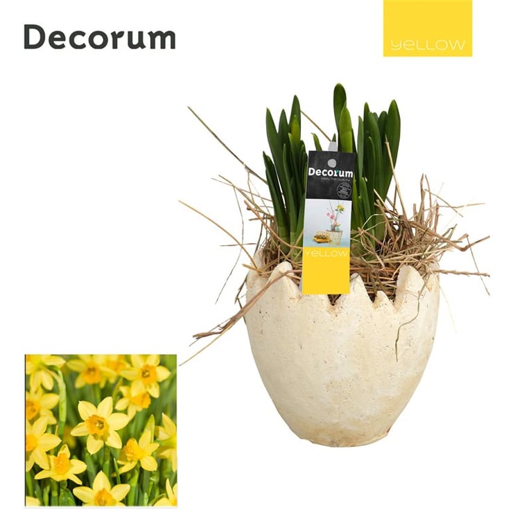 Narcissus arrangement 12 cm egg-shell pot