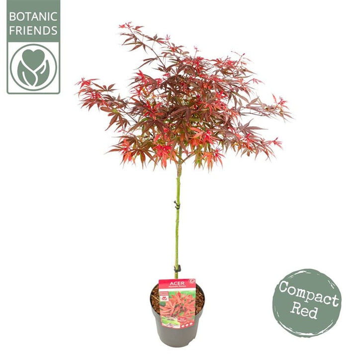 Acer palmatum Shaina  90 CM STEM C6.5