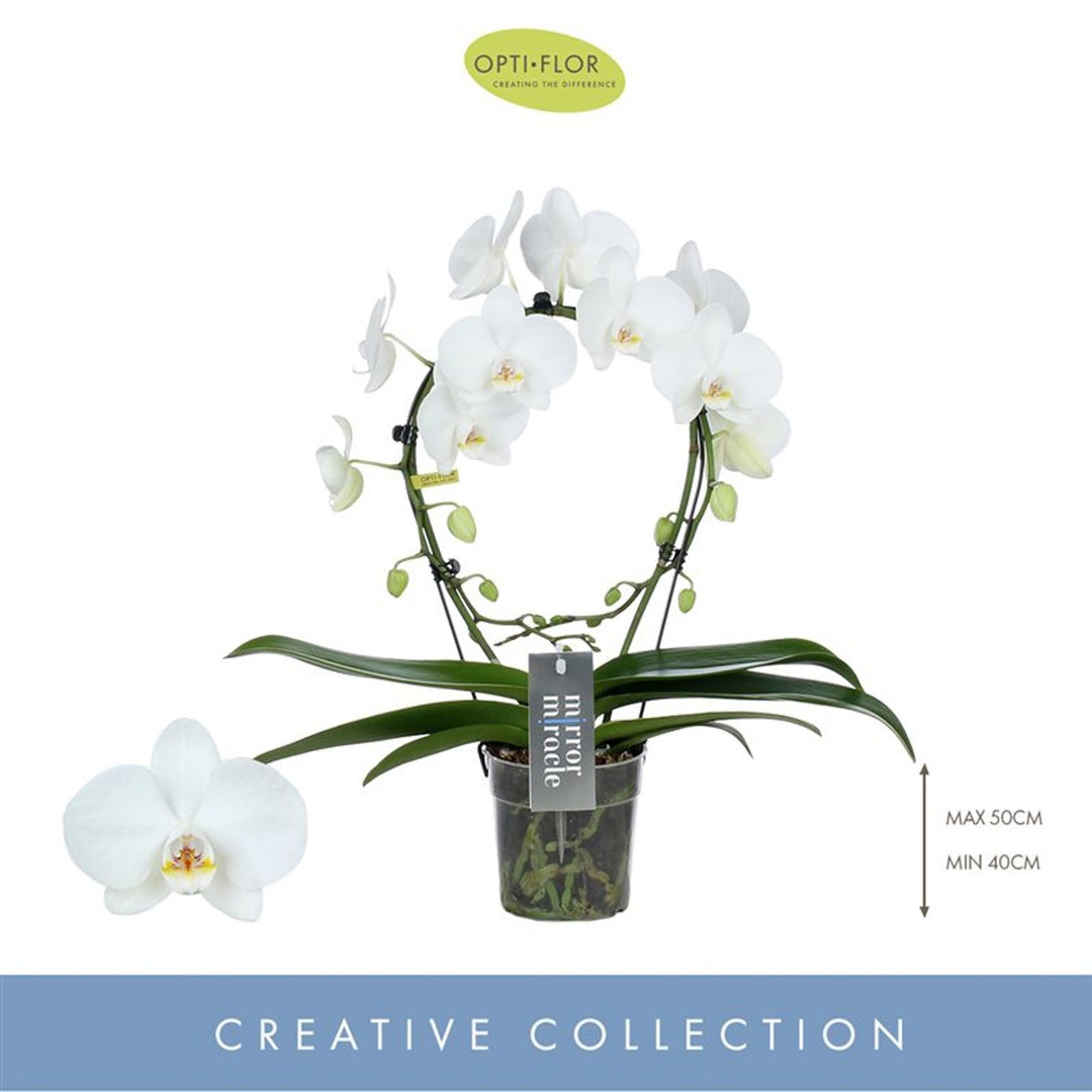 Phalaenopsis Mirror Miracle white P12, hoop