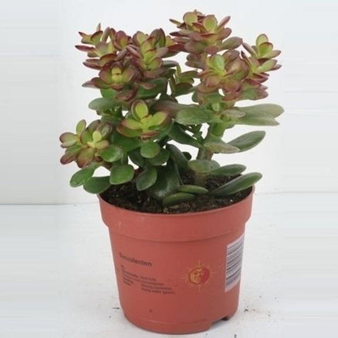 Crassula ovata Minor P12