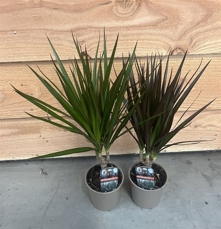 Dracaena marginata mix P12 10 cm stem
