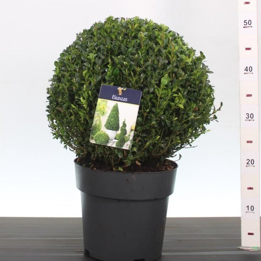 Buxus sempervirens 30-35 CM BALL D7