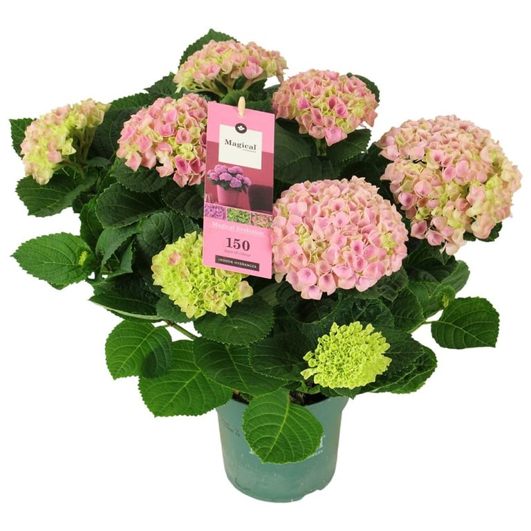 Hydrangea m. Magical Evolution pink P14