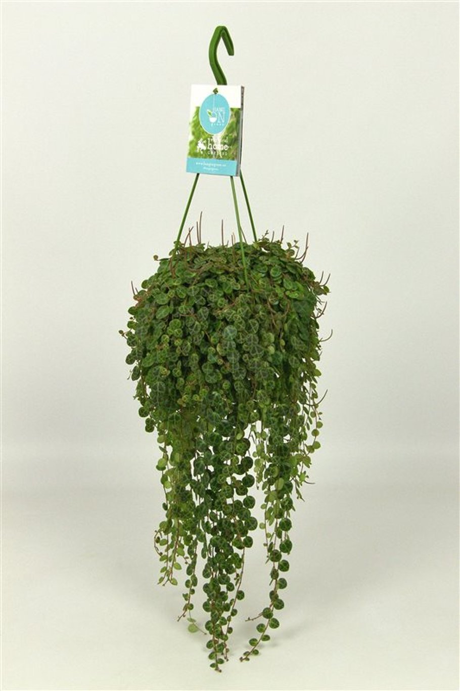 Peperomia prostata P14, hanging pot