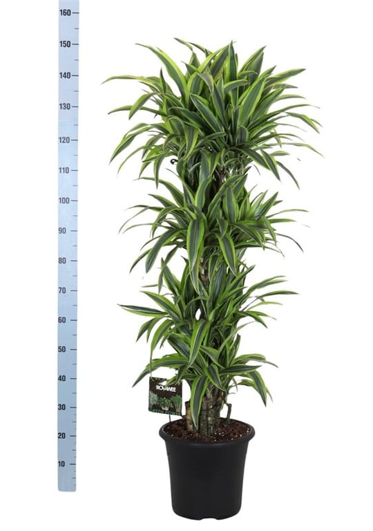 Dracaena frag. Lemon Lime P32