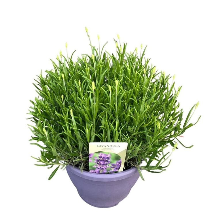 Lavandula ang. Munstead  C5, colour pot