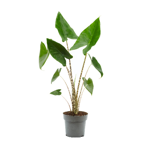 Alocasia zebrina Black Zebrina P14