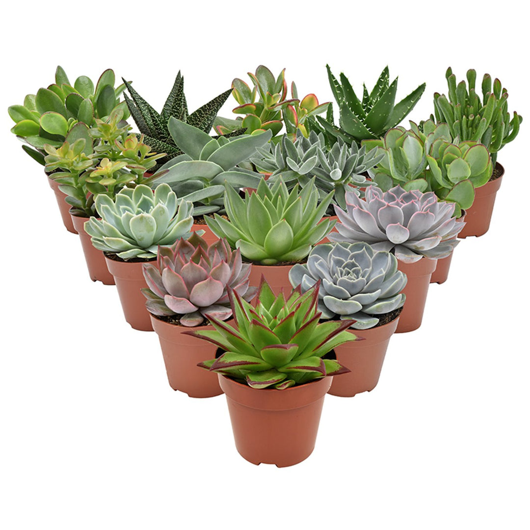Succulent 6 varieties mix P8.5