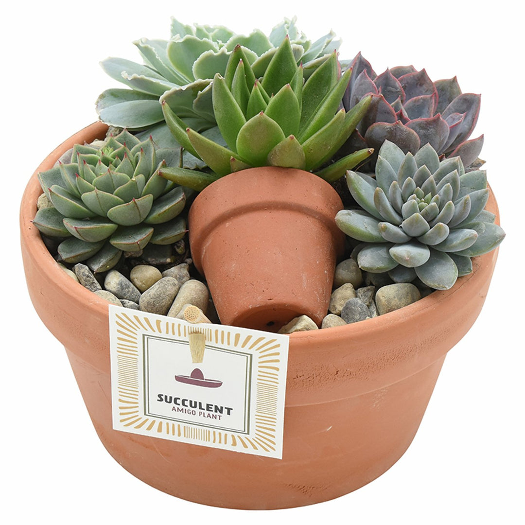Echeveria arrangement Terracotta pot 17 cm