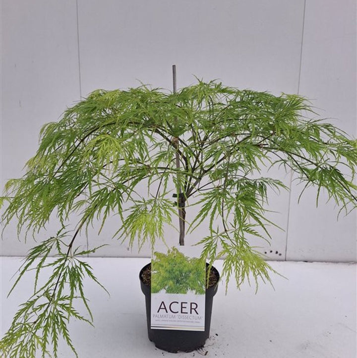 Acer palmatum Dissectum  4 Ltr pot