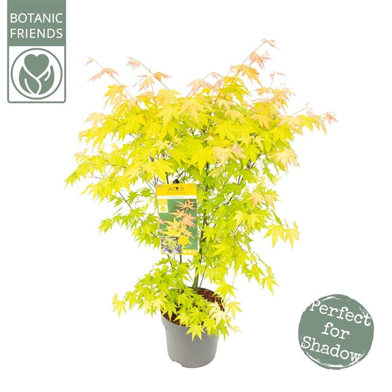 Acer palm. Orange Dream C6.5