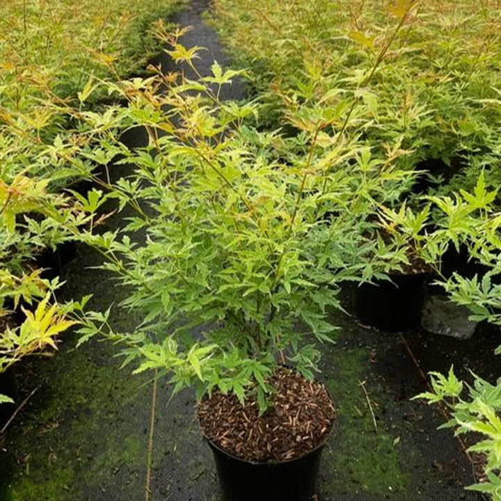 Acer palm. Metamorphosa  3 Ltr pot