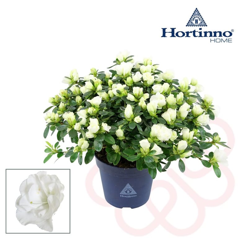 Azalea Hortinno Azajoy white P15