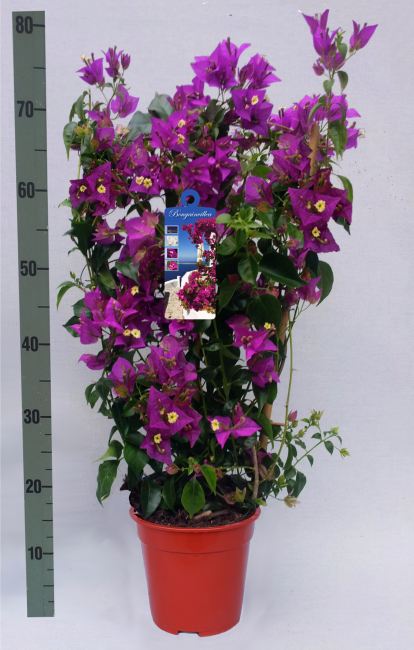 Bougainvillea Alexandra