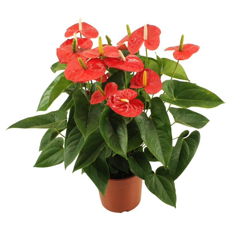 Anthurium and. Jambo Red XL P24
