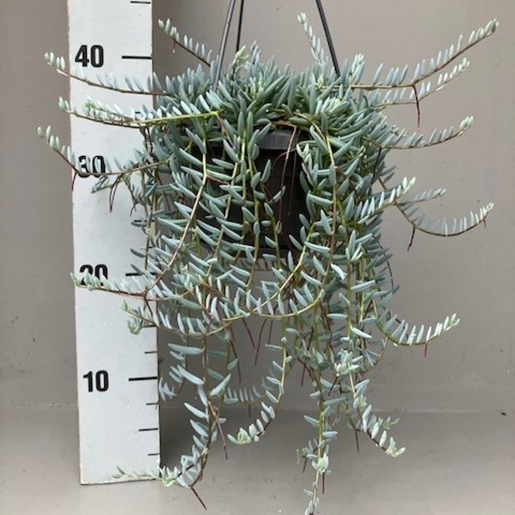 Senecio halianus P14, hanging pot