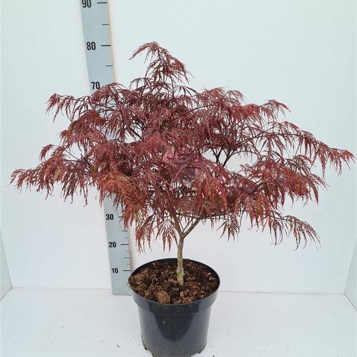Acer palmatum Garnet  50-60 CM C7.5