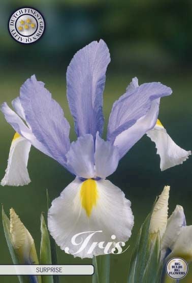Iris holl. Surprise 10-pack