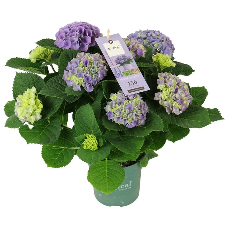 Hydrangea m. Magical Evolution blue P14