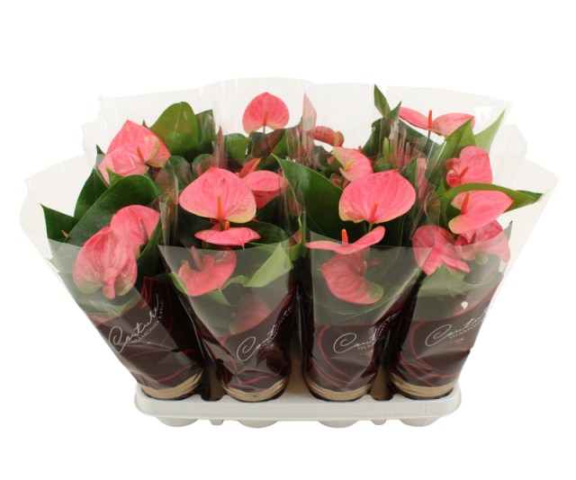 Anthurium and. Sweet Dream P9