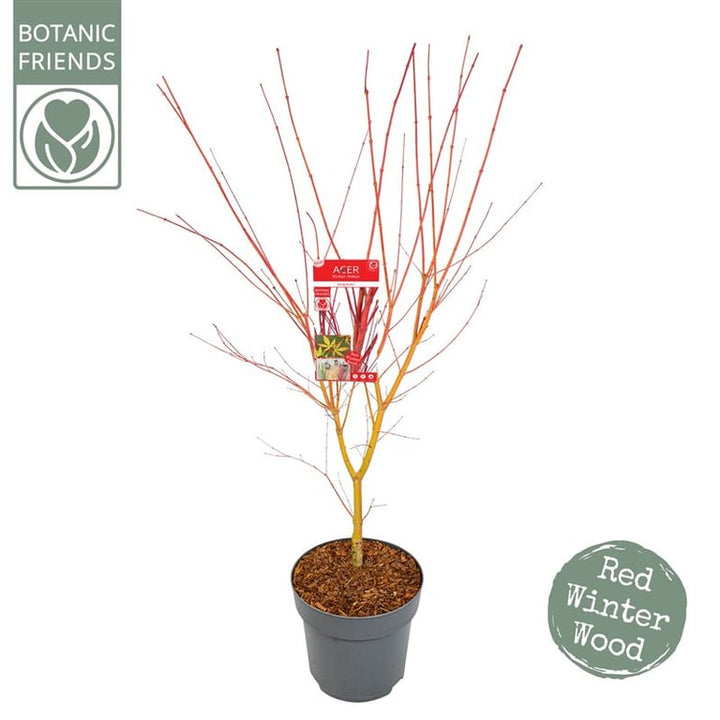 Acer palmatum Sangokaku  10 Ltr pot