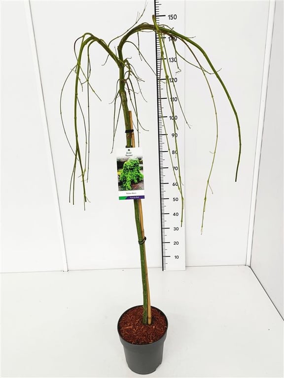 Acer palm. Ryusen  80 CM STEM C5