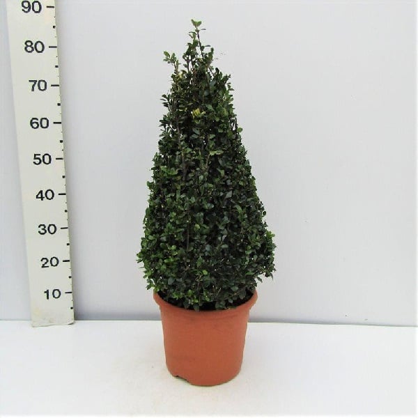 Ilex crenata Caroline Upright 60-70 CM PYR C10