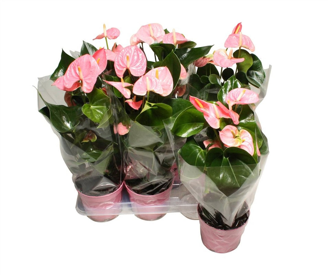 Anthurium and. Sweet Leny P17