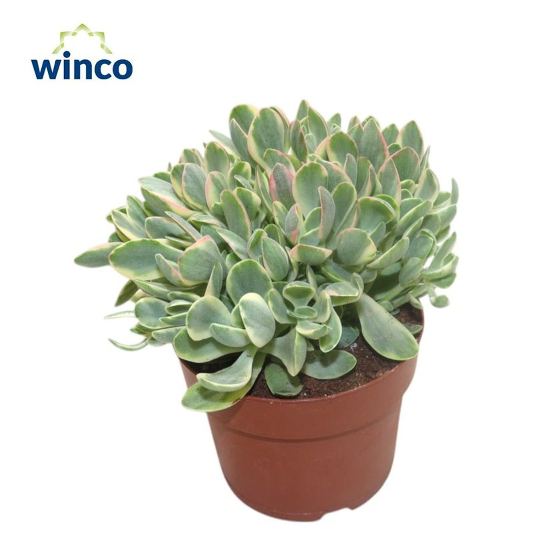 Crassula Rusby Variagata P12