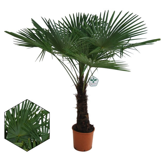 Trachycarpus fortunei  P30 -150 CM