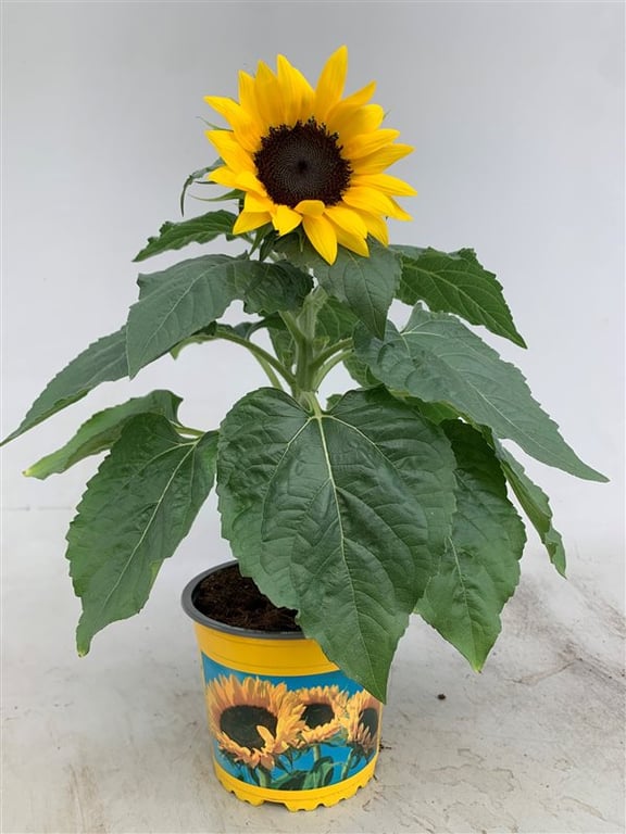 Helianthus Sunsation 13cm Pot ( Sunflower )