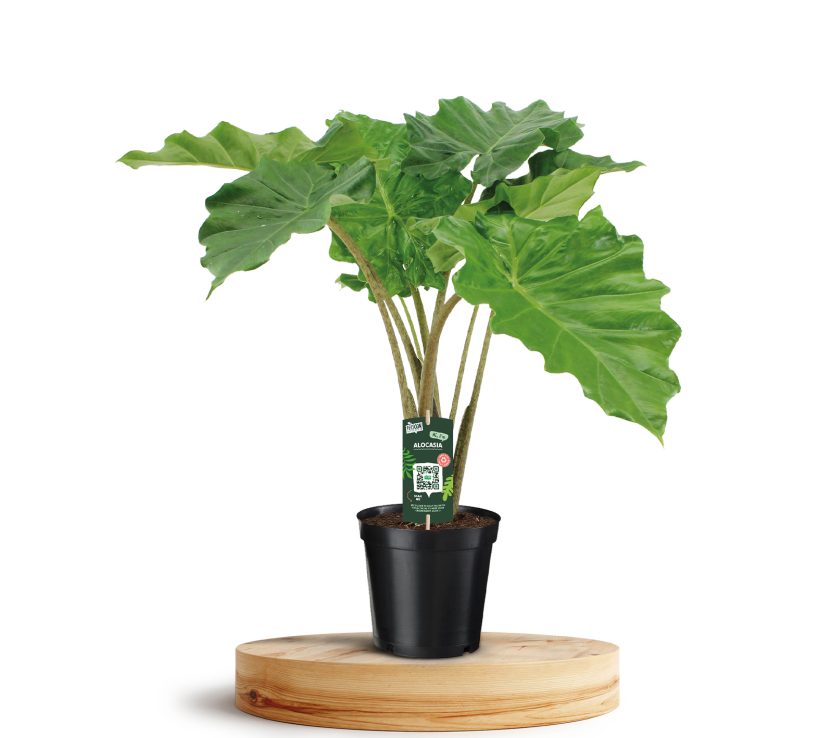 Alocasia Portodora P21