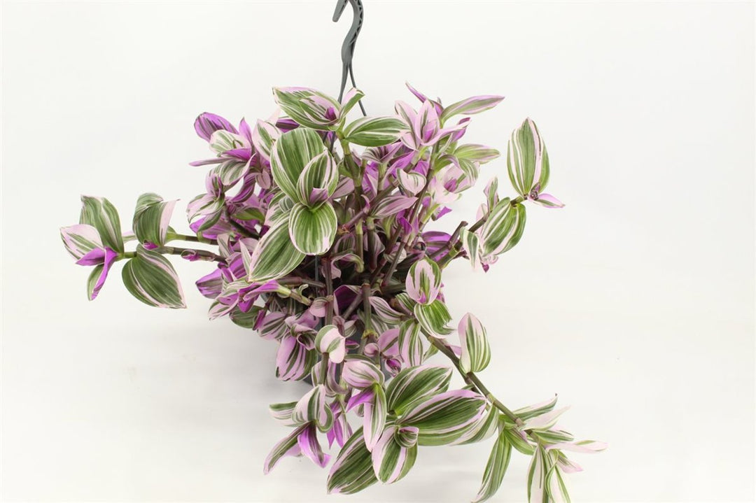 Tradescantia Nanouk P23, hanging pot