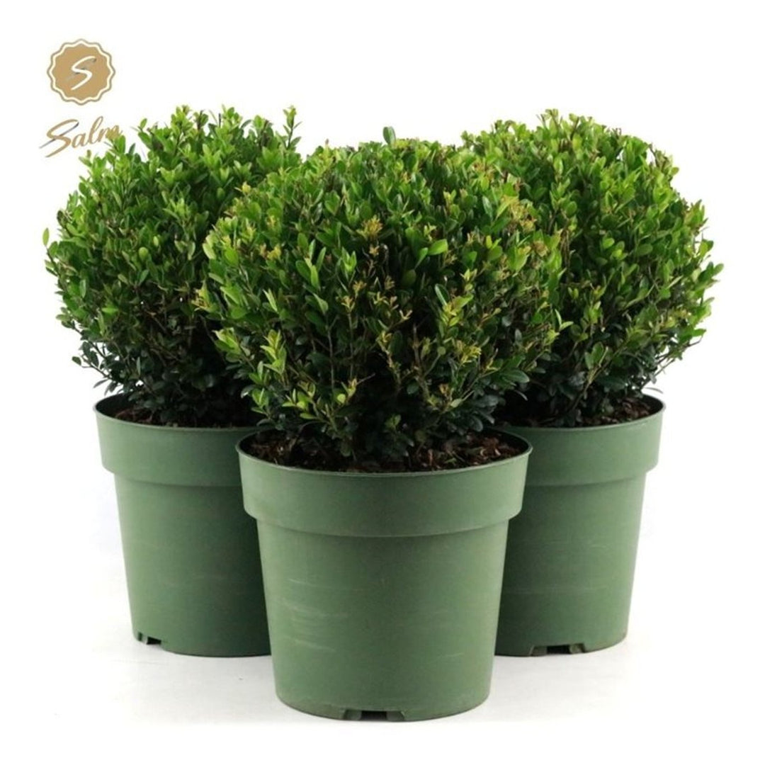 Ilex crenata Jenny 25 CM BALL C4