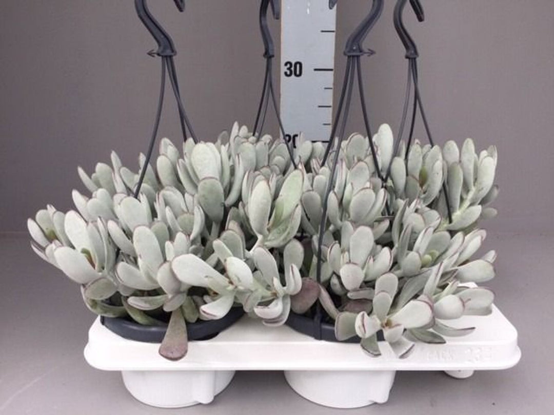 Cotyledon Coral P14, hanging pot