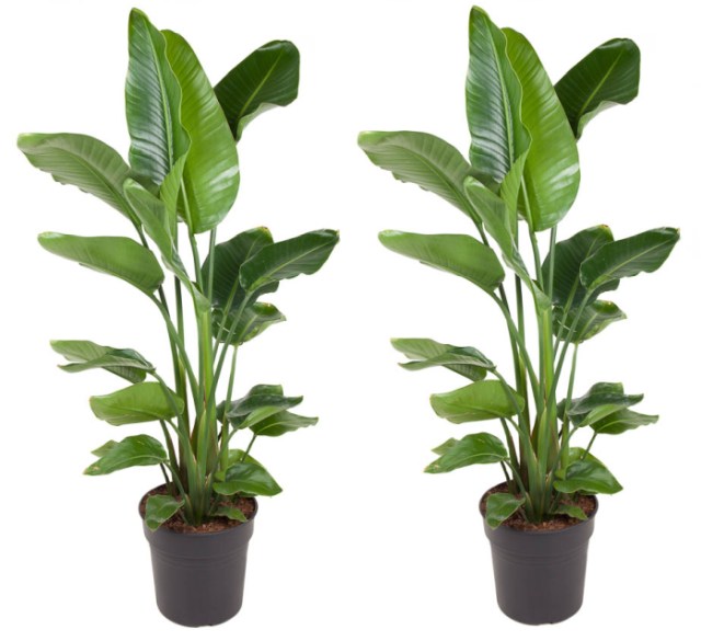 Strelitzia nicolai P31
