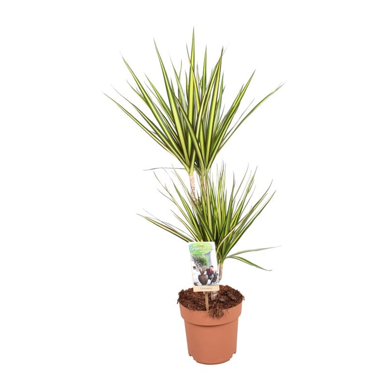 Dracaena marginata Sunray P173015 stem