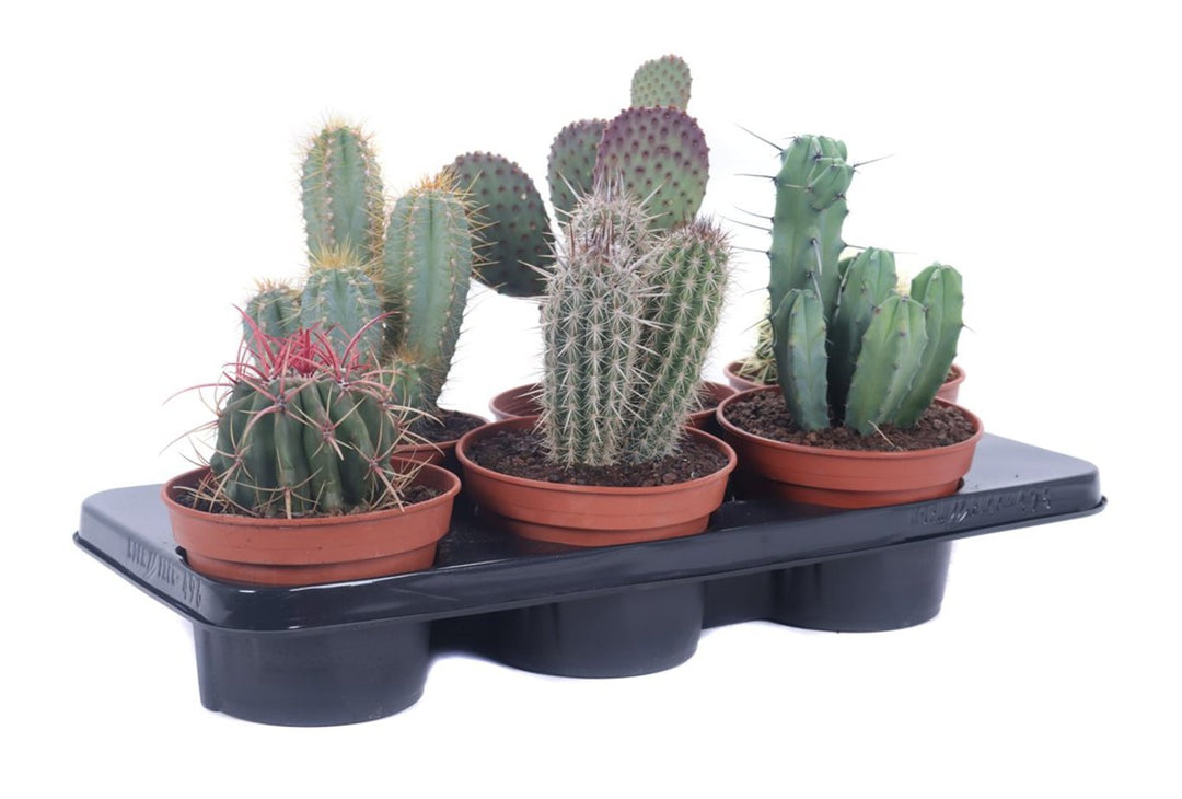 Cactus Canarias mix P15