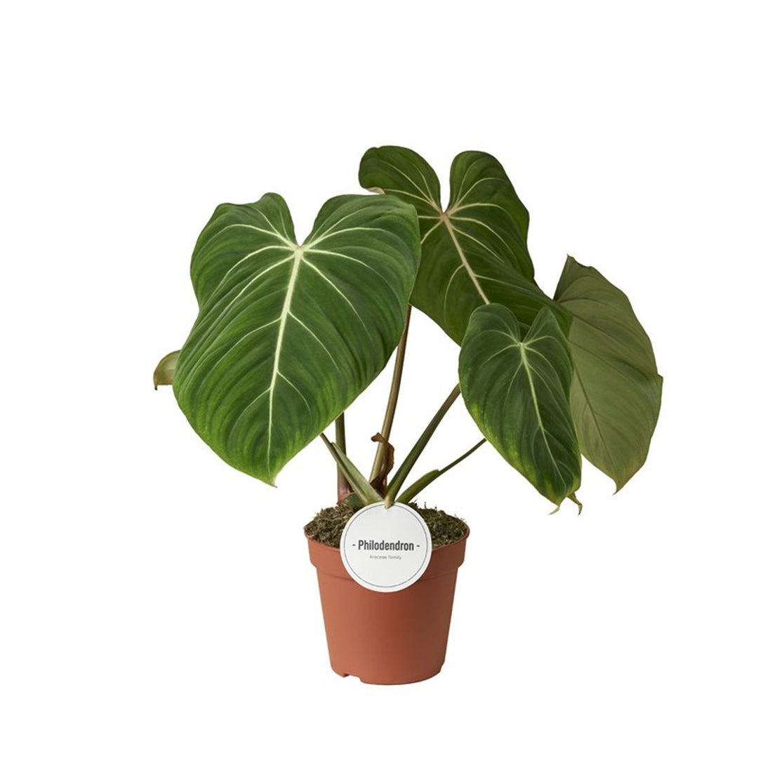 Philodendron gloriosum P15