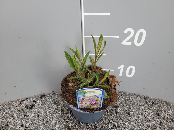 Verbena bonar. Lollipop P13