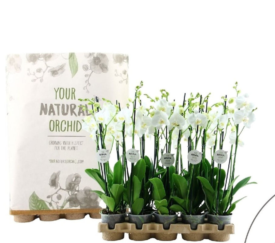 Phalaenopsis Eco white P12 - 3 stem