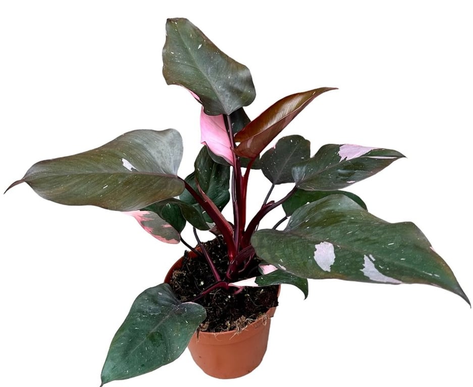 Philodendron Pink Princess P17