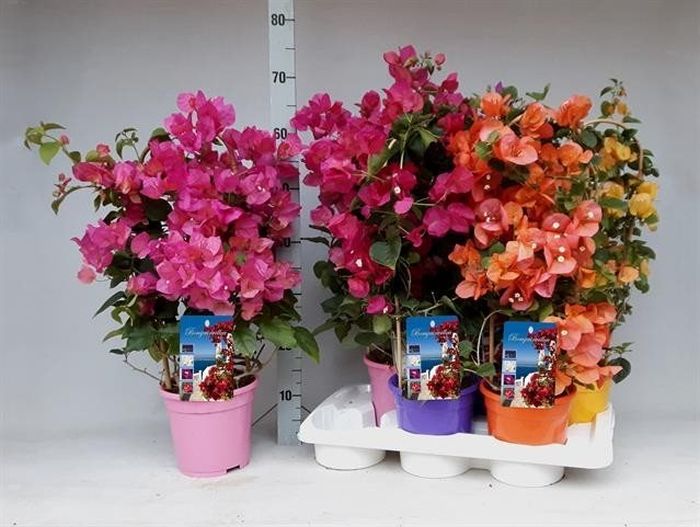 Bougainvillea mix P17 - Arch