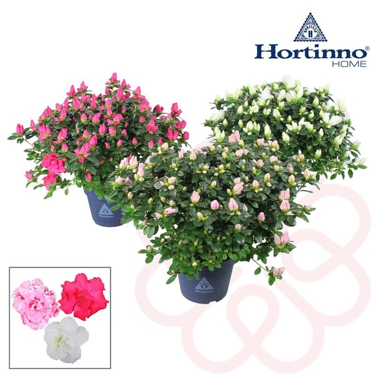 Azalea Hortinno Home classic P15