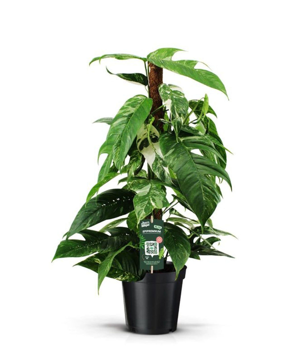 Epipremnum pinn. Variegata P19 + mosspole