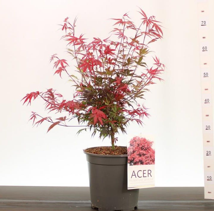 Acer palm. Shaina  50-60 CM C6.5